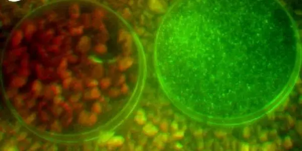 A New System For Color Vision