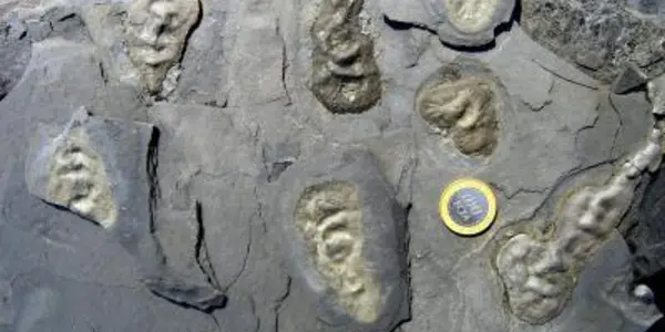 Why No Proterozoic Explosion? Oxygen May Be Overstated In The Evolution Of Advanced Life