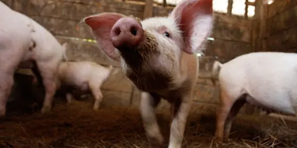 Pig Whipworm Eggs - A Natural Approach For Crohn's Disease