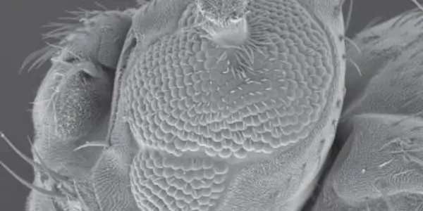 Retinoblastoma Proteins Strongest Just Before Death