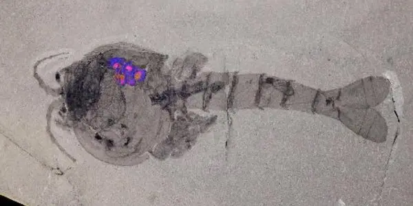 Burgess Shale Fossil Site Gives Up Oldest Evidence Of Brood Care