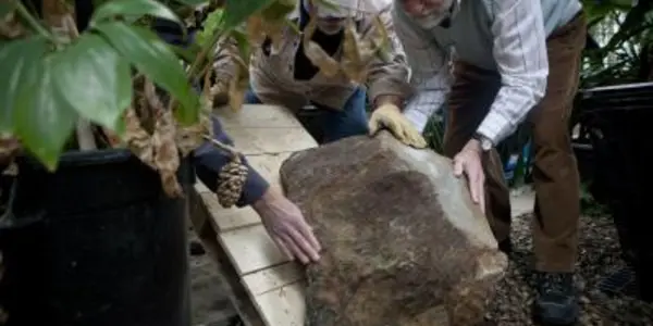 Discovered: Floor Of The World's Oldest Forest