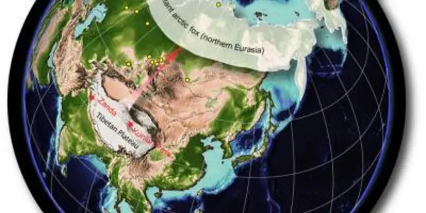 Vulpes Qiuzhudingi: Was High Tibet The Cradle Of Evolution For Cold-Adapted Mammals?