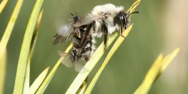 Trauma In A Bee