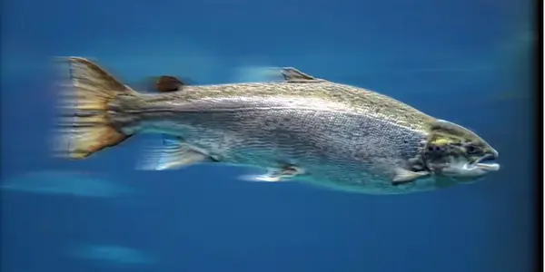 Featured Image