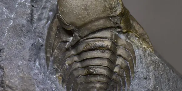 Middle Ordovician Trilobite: Hypodicranotus striatulus