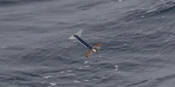"Flying Squid" Isn't Just a Pretty Name