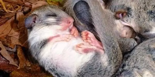 Fat But Fit - Dormice Do It, So Can You