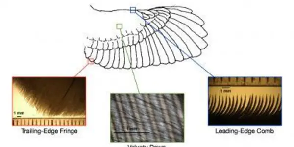 Silent Owl Technology: Here's The Secret Of Those Noiseless Wings