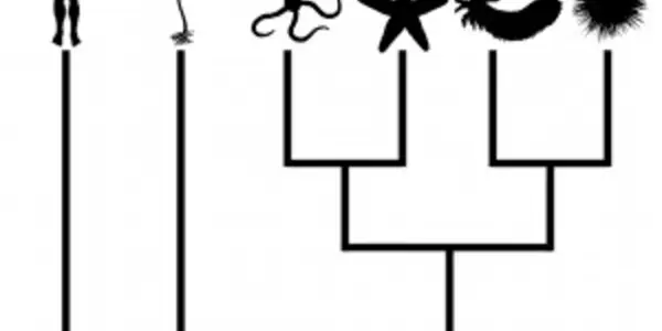 Primitive frogs and phylogenetic fallacies