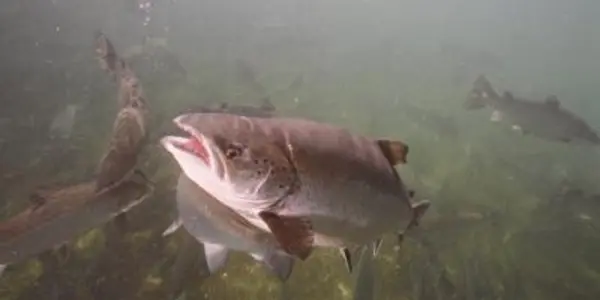Genetic Chip Will Help Salmon Farmers Breed Better Fish