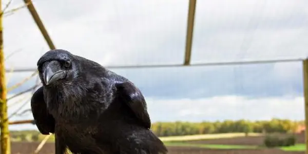 Despite Their Small Brains -- Ravens Are Just As Clever As Chimps