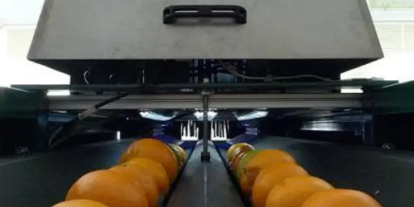 Finding Bad Apples - Using Artificial Vision
