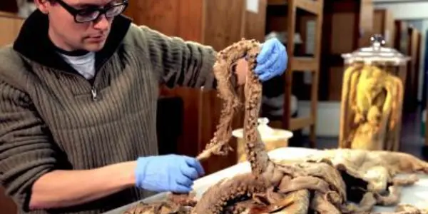 Architeuthis Dux: Release The Kraken - Onto Video