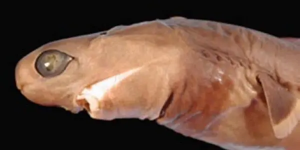 Cookiecutter Sharks Pretend To Be Squid