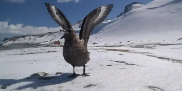 Antarctic Birds Recognize Individual Humans