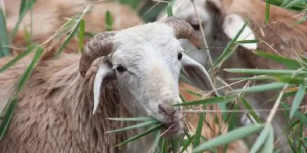 Optimized Livestock Diets May Reduce Emissions 23 Percent By 2030