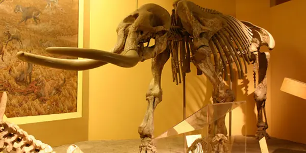 Tetralophodon Of North Africa