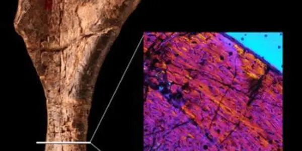 Nyasasaurus Parringtoni: Oldest Dinosaur Found - So Far