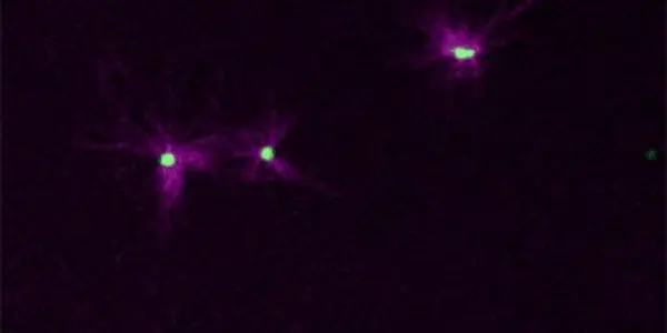Microtubules, Assemble!