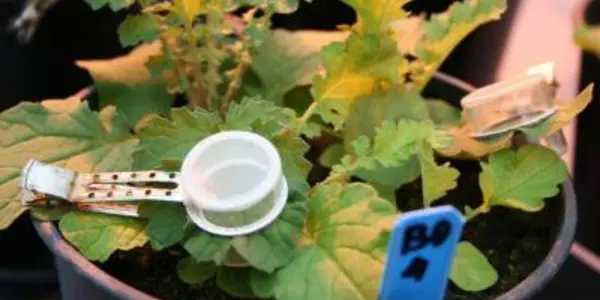 Insects Can Leave Voicemail - Using Plants