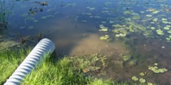 Eaten Alive: Massive Swarm Consumes Hopes