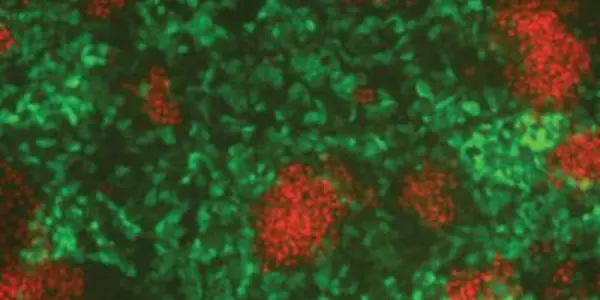 MicroRNAs: Powerful Regulators Of Embryonic Cell Fate