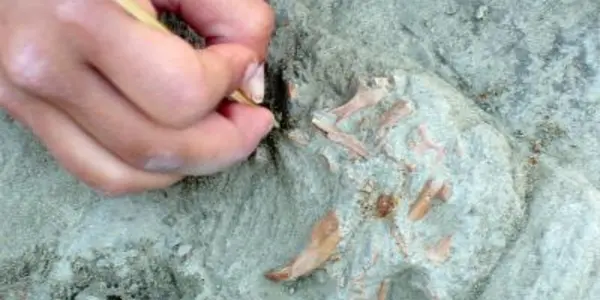 Spaniards Ate Elephant Meat 80,000 Years Ago