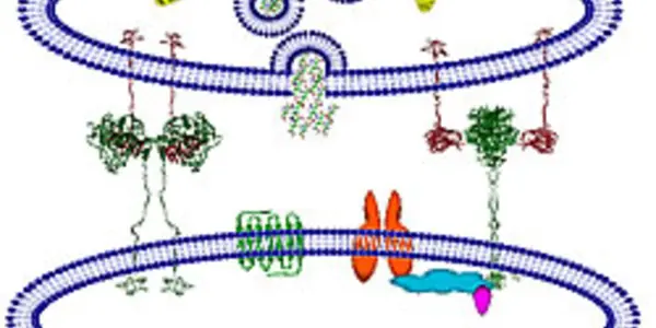 Researchers Reveal  Structure of Protein Altered in Autism