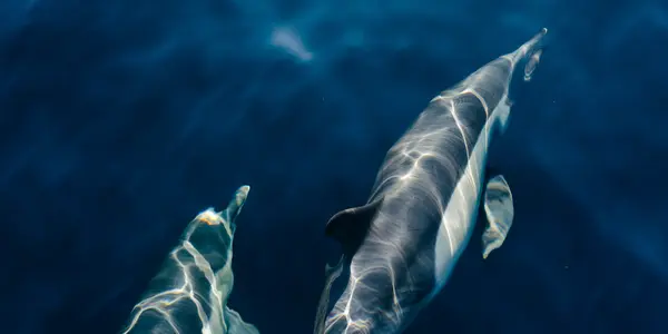 Playful Waterbabies — Porpoise