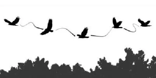 Flexible Soaring Style Keeps Vultures Aloft Longer