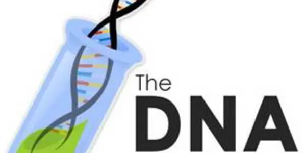 The DNA Network: the best idea of the last months