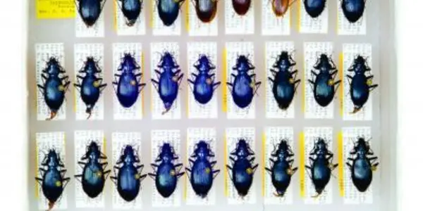 Scientific Collections Play Vital Role In Conservation Biology