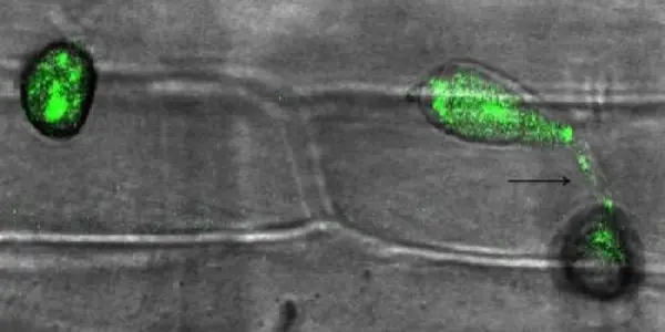Fighting Rice Fungus