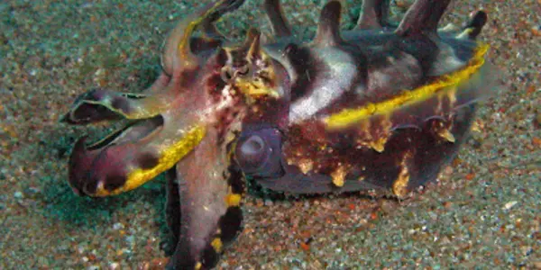Introducing The Flamboyant Cuttlefish