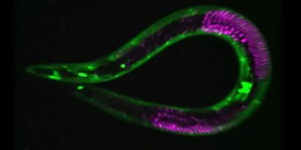 Giving Worms Anorexia Doubles Their Lifespan In Study
