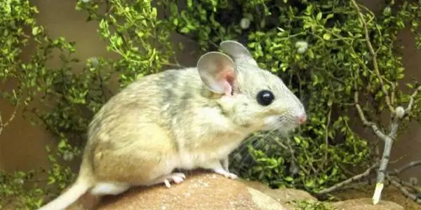 Free Range Poison: Animals Love To Eat Toxic Food, Less So When It's Warmer