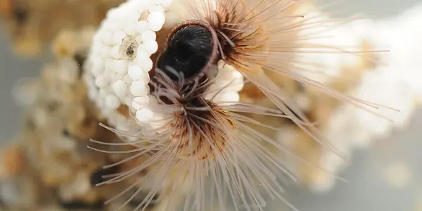 Worm Inspired Super-Glue