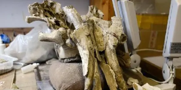 Mammoths Might Have Survived Except For Bad 'mineral Diet'
