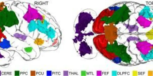 Discovery: Where And How Imagination Occurs In Human Brains