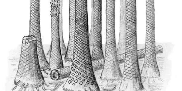 Tropical Fossil Forests Unearthed In Arctic Norway