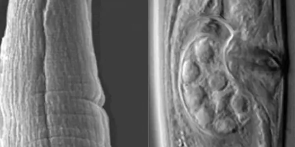 A New Roundworm Species From India Is A Link Between 2 Genera