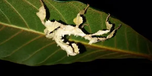 How Stick Insects Handle Indigestive Food
