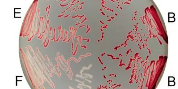 Silent Mutations Speak Up