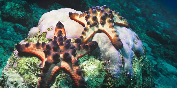 Protoeaster Nodosus: Charmers Of The Indo-Pacific