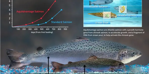 Mariculture: How The Ocean Can Be Sustainably Cultivated To Provide Food For Developing Countries