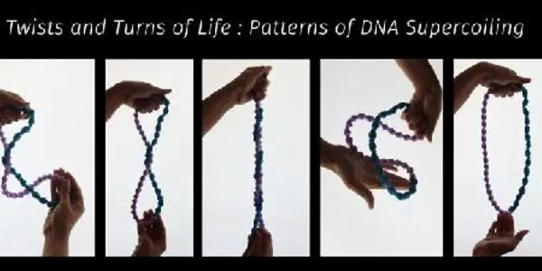 Twists And Turns Of Life: Patterns Of DNA Supercoiling