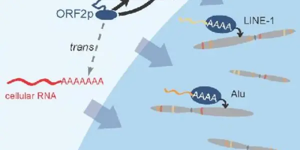 Jumping Gene Mystery: Grabbing A Parasite By The Tail