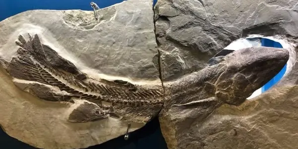 Devonian Fish Of The Eescuminac Formation