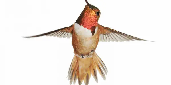 Featured Image
